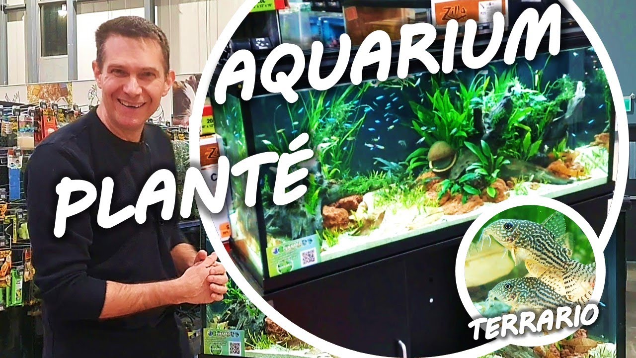 AQUARIUM PLANTÉ pour débutant