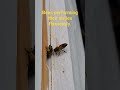 A guard bee and worker bee bringing in pollen in their pollen baskets.