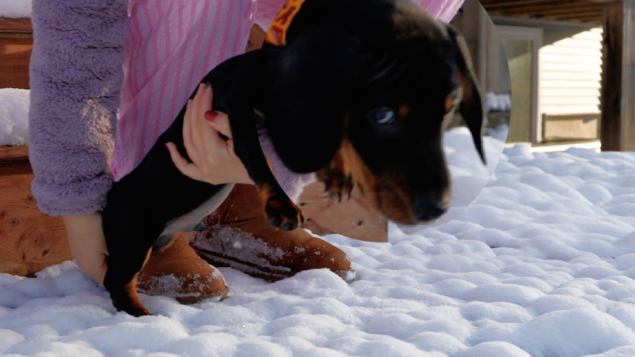 10-Week Mini Dachshund Puppy’s 2020 First Snow | Loki’s Vlog| 小腊肠国强狗生第一 ...