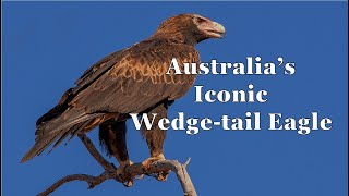Wedge Tail Eagle