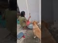 These People Are Scaring Me By Filling Water In Balloons But My Dog Don Is Not Aww Giggles 