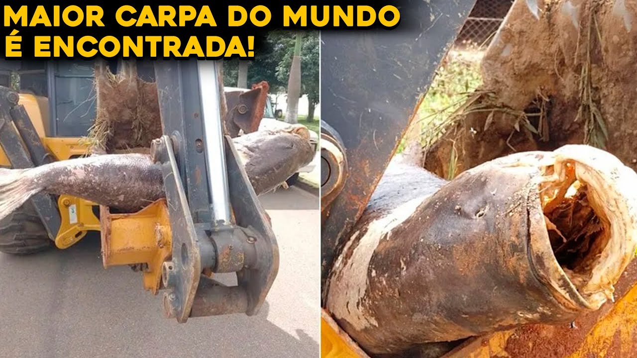 CARPA GIGANTE É ENCONTRADA NO BRASIL E PESCADA DE TRATOR