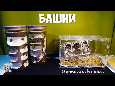 Видео: Переселяем муравьев в башни ● Myrmicaria brunnea