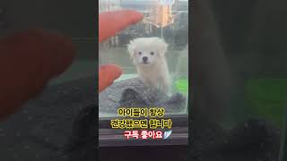 뛰어 #뛰어 #블랙핑크 뛰어 #로제 #제니 #말티폼 #말티폼 구름이 #부천 #부천 전기줄 #광주