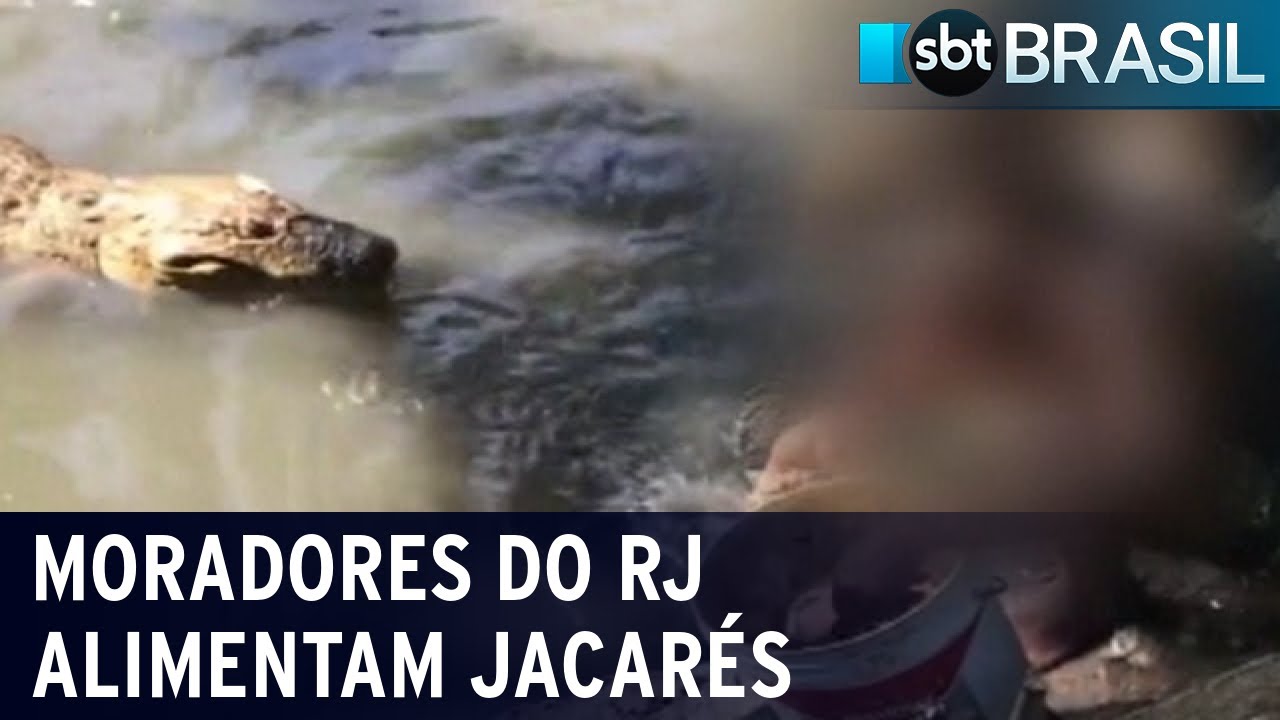 Moradores do Rio de Janeiro alimentam jacarés que vivem em áreas protegidas | SBT Brasil (07/05/22)