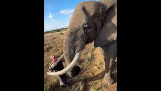 majestic african tusker elephantafrican elephantswild africaviralshorts