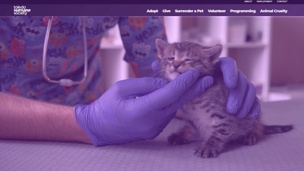 Humane Society Donation YouTube humane-society-donation-youtube