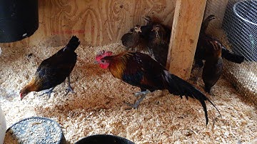 2022 Young Red Jungle Fowl{me nyuam ntsuag lau qaib dib