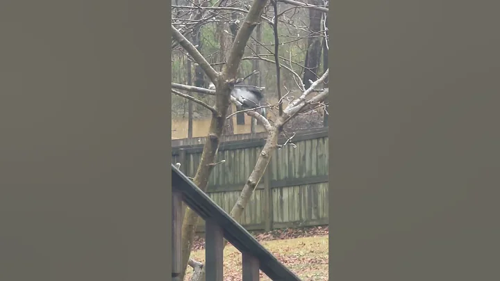 Bluejay cracking acorn