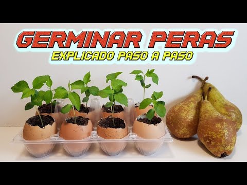 Germinador de semillas y Rebrote (ReGrow), qué hacen y para qué sirven -  MioBio Chile