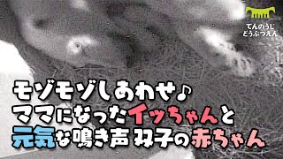 イッちゃんと赤ちゃん モゾモゾしあわせ ママになったイッちゃんと元気な鳴き声双子の赤ちゃん New Mother Polar Bear Icchan And Her Baby Twins Youtube