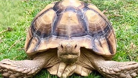 Secrets to a healthy, beautiful tortoise shell!