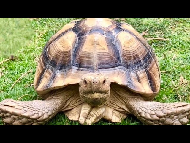 Secrets to a healthy, beautiful tortoise shell! 