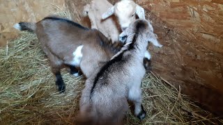 Как я кормлю новорожденных козлят🐐