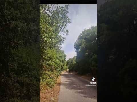 مجوزهدى الزرزور على الشجر