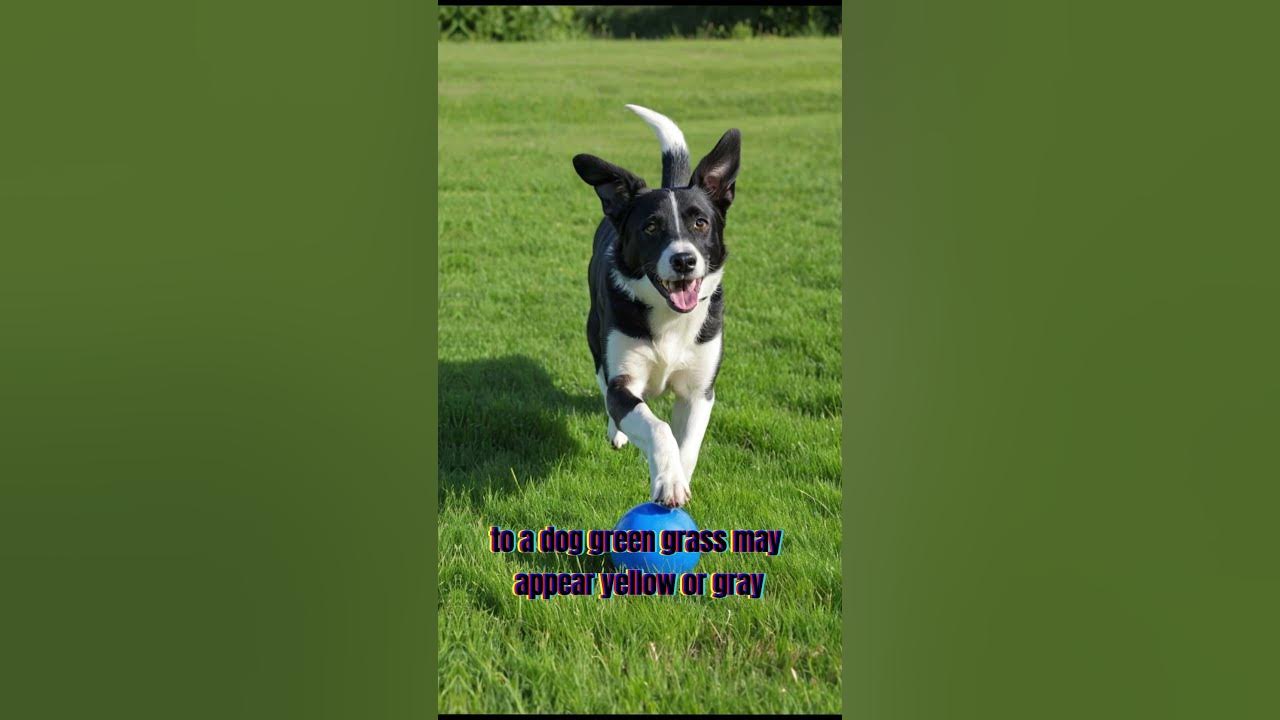 Are Dogs Really Colorblind? Let’s Find Out!