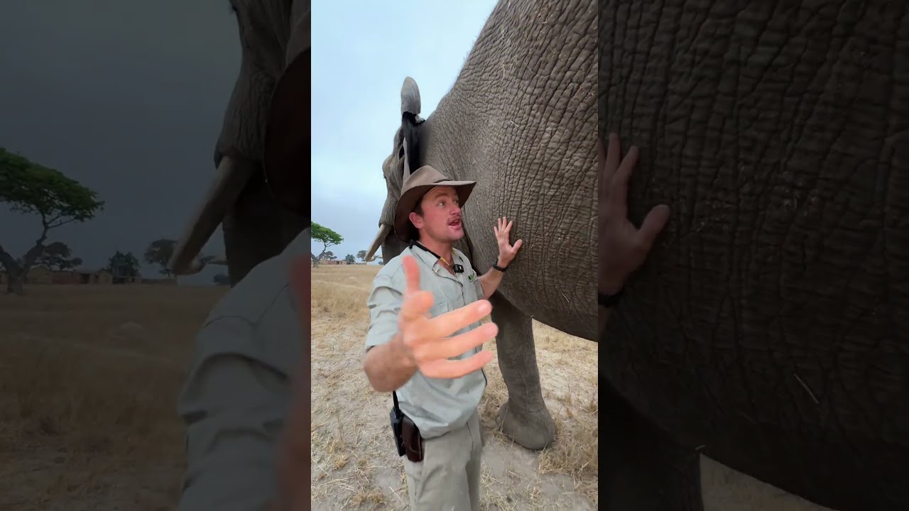 Elephants Are Known As A Pachyderms This Means Wrinkled Skinned Animals 