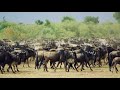 Safari wildlife 