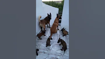 مالينوا شاربوني حر 