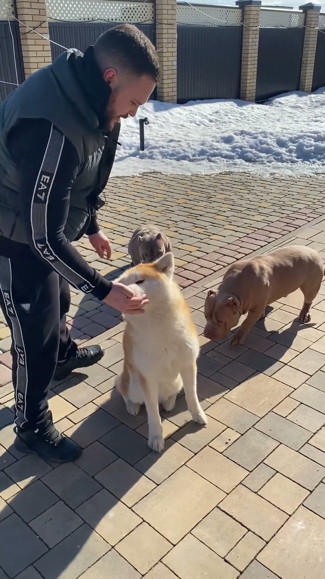 дрессировка собак на свежем воздухе