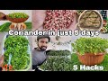    fast  grow coriander in 5 days english cc