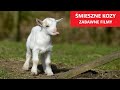Mieszne kozy  zabawne filmy   reakcje i wpadki  klub miesznych zwierzt