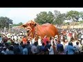 ಜೀವಂತ ಬಸವ ಇಲ್ಲಿ ಕಲ್ಲಾಗಿದ್ದಾನೆ | ಕಡಲೆ ಕಾಯಿ ಪರಿಷೆ | Basavanagudi | Bangalore Temples |  Kannada News