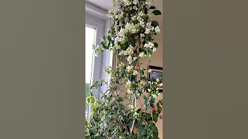 Цветение бугенвиллии в ноябре 2020 / bougainvillea bloom in November 2020