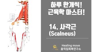 14. 사각근(목갈비근, scalneus)/근육학마스터/referred pain/MPS/trigger point/자세움직임아카데미/이지환