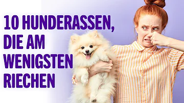 Welche Hunde haaren am wenigsten?