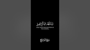 كروما# محمد رسول الله و الذين معه اشداء على الكفار#الشيخ عبد الوالي الاركاني #سورة الفتح #القران #