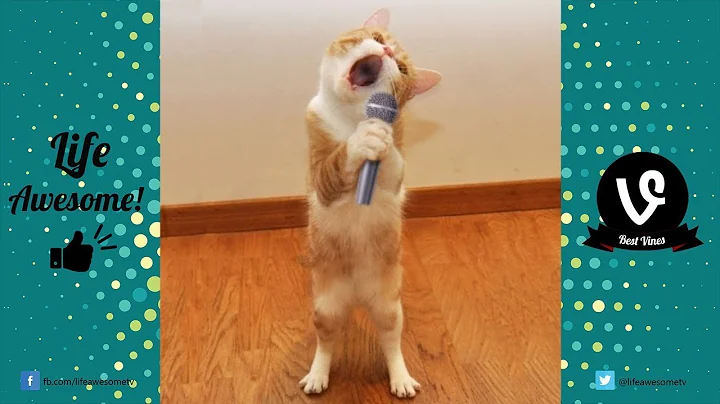 Video 11773151: laugh funny cats compilation, cat funny animals compilation, cat dog funny compilation