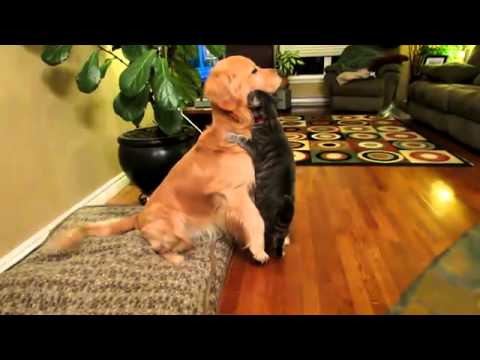 cat and dog hug