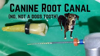 Root canal of a canine tooth