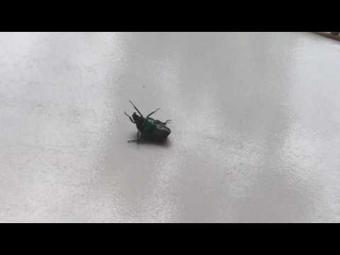 Figeater beetle hungry and smells my lunch
