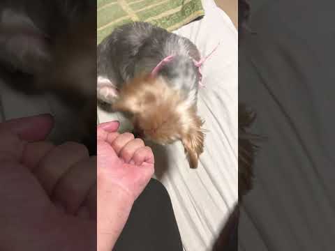 おやつを探すヨーキー￼