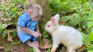 Monkey Abi goes for a walk in the garden and meets new friends