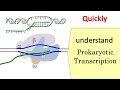 Transcription in prokaryotes