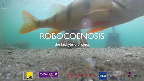 ROBOCOENOSIS, the Big Picture, Pt1 HD 1080p