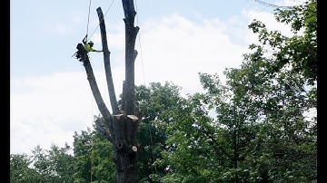 Releaf Tree Works: Drone Captures Tree Removal on the Plaza