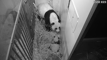 #PandaStory: A Feisty Xiao Qi Ji