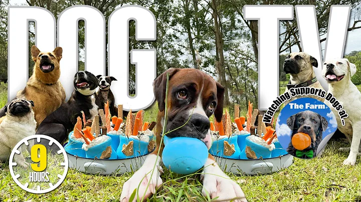 🐕📺 Doggy Daycare TV: 9 Hours Dog Entertainment 🐶 Videos for Dogs to Watch to Reduce Stress & Anxiety