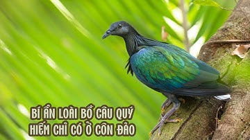 Sự Thật Về Hai Loài Bồ Câu Trong Sách Đỏ Việt Nam | Nicobar Pigeon | Pale-capped Pigeon
