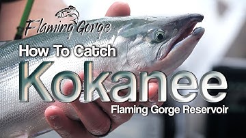 How To Catch Kokanee Salmon - Flaming Gorge Reservoir How To - Episode 1