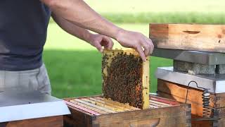 Weil Landwirtschaft geht uns alle an - Bienen