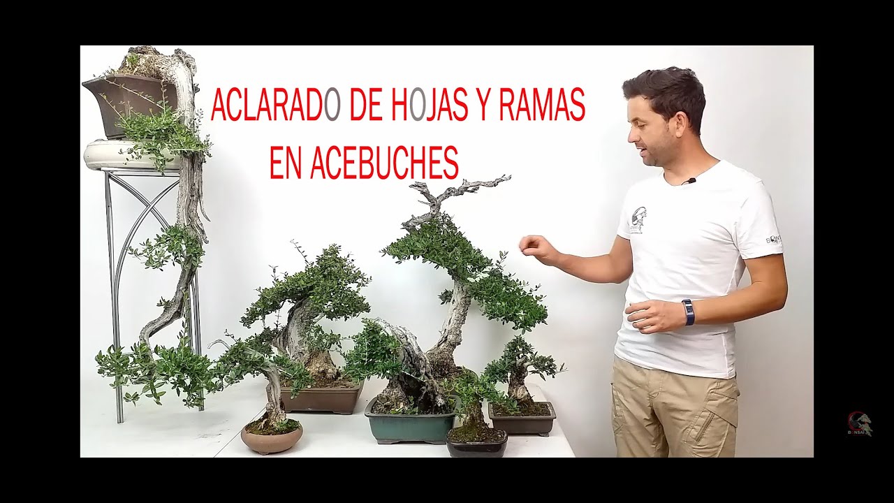 ✂️✂️¿ Cómo ACLARAR las hojas y ramas en ACEBUCHES BONSÁI (Olea var Sylvestris - OLIVO SILVESTRE)❓❓
