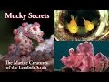 Mucky secrets full  the marine creatures of the lembeh strait