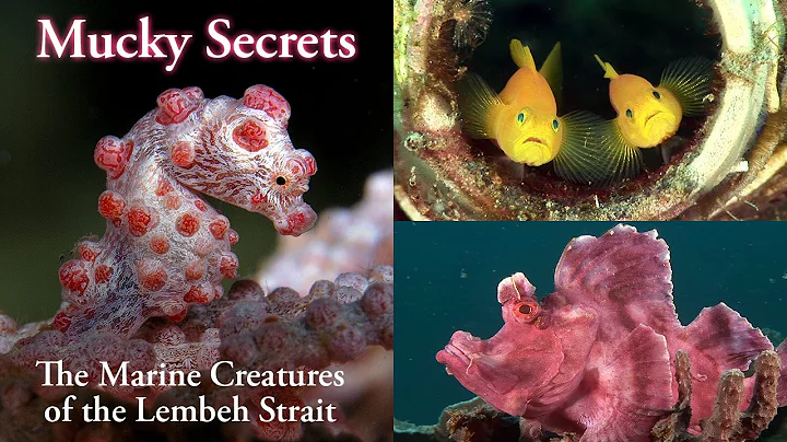 Mucky Secrets (full) - The Marine Creatures of the...