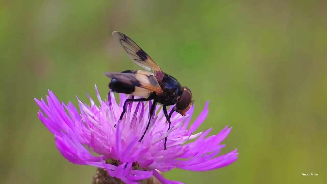 Pellucid Fly (Volucella pellucens)