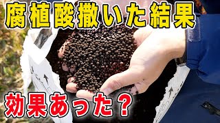 荒地の土作り　土の状態は？作物の様子は？肥料の吸収率を上げるには？